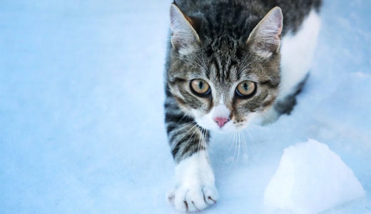 雪に埋もれ凍った猫が「生き返っちゃった」