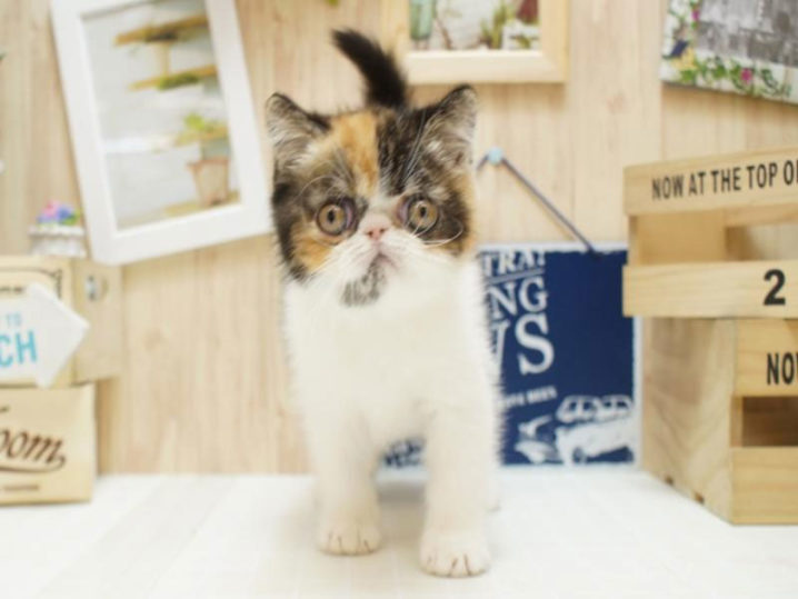 オスの三毛猫だと値段はいくら?オークションだと2000万で売れるの? ネコビュー オスの三毛猫だと値段はいくら?オークションだと2000万で売れるの? ネコビュー