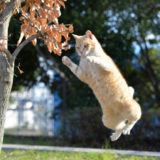 【絶対笑える】猫がジャンプに失敗する動画がこちら！