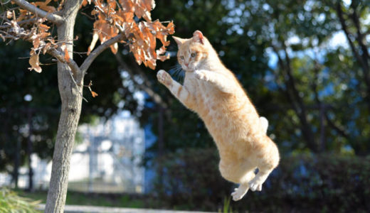 【絶対笑える】猫がジャンプに失敗する面白い動画がこちら！