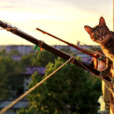 幸運を呼ぶ猫の名前とは？海外と和風のおすすめネームを紹介します！