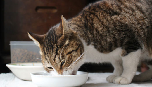 【これで解決】猫が早食いして吐くのを防止する３つの方法！