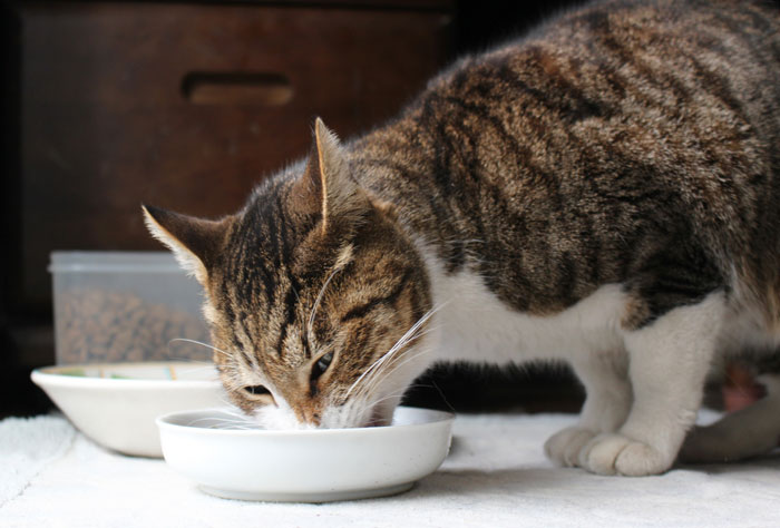 これで吐くのは解決！猫の早食い防止におすすめな3つの食器皿を紹介