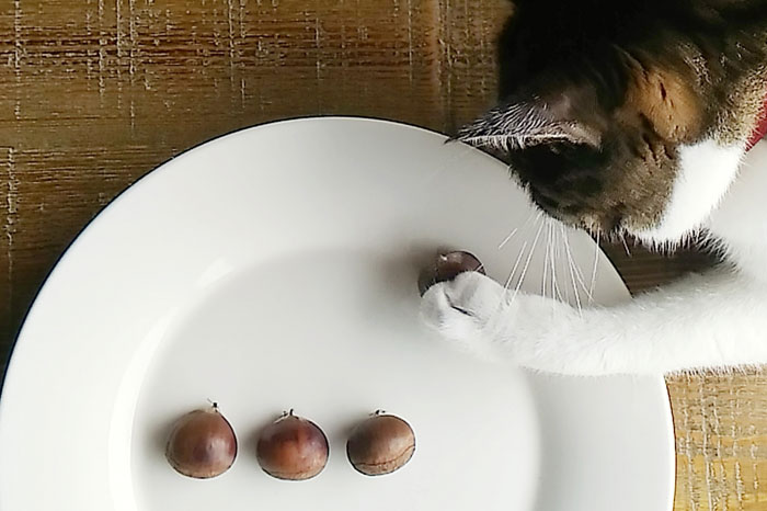 猫の早食いを防止する食器皿の選び方