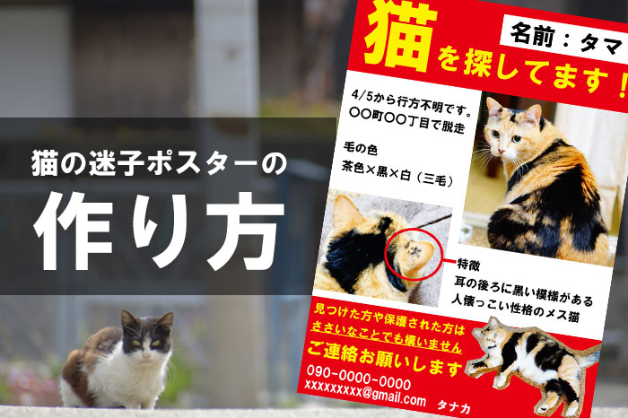 【スマホのテンプレあり】猫の迷子チラシの作り＆印刷のやり方を紹介