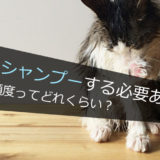 猫を洗う頻度ってどれくらい?シャンプーする必要はある?ない?