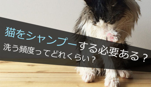 猫を洗う頻度ってどれくらい？シャンプーする必要はある？ない？