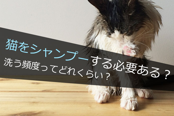 猫を洗う頻度ってどれくらい？シャンプーする必要はある？ない？ | ネコビュー