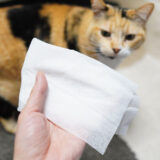 猫のシャンプータオルは安全性が微妙？拭く頻度やおすすめ品は？