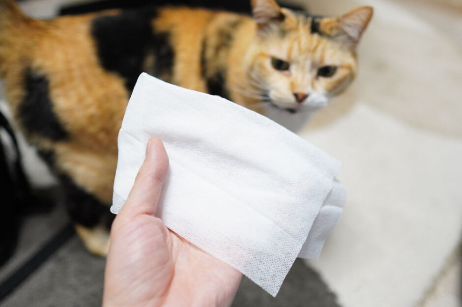 猫のシャンプータオルは安全性が微妙？拭く頻度やおすすめ品は？