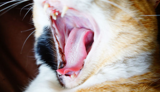 猫の歯を抜歯した経緯や手術後の様子（食事は問題ないかなど）のお話