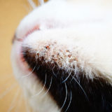 猫の顎ニキビは放置しても大丈夫！優しい拭き取り方も書いてみた。
