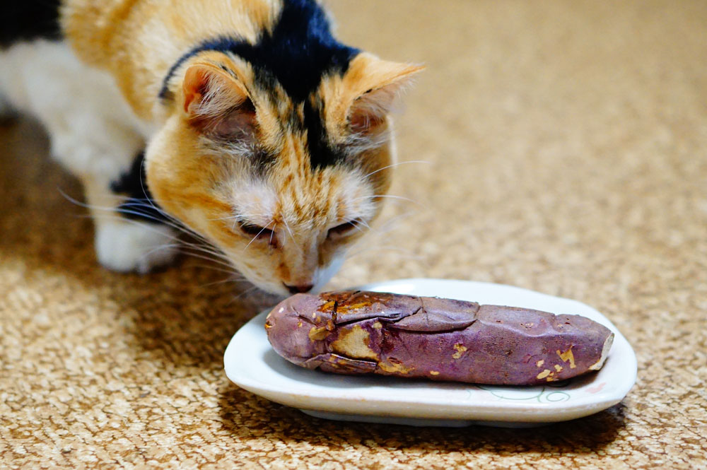 猫はサツマイモや焼き芋が好きなの？食べても大丈夫？ ネコビュー