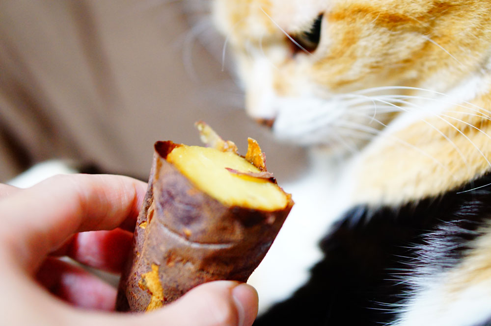 猫は「さつまいも」を食べても大丈夫なの？