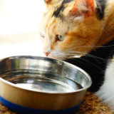 【論文あり】猫に沢山の水を飲ませる８つの方法！我が家は効果あり！