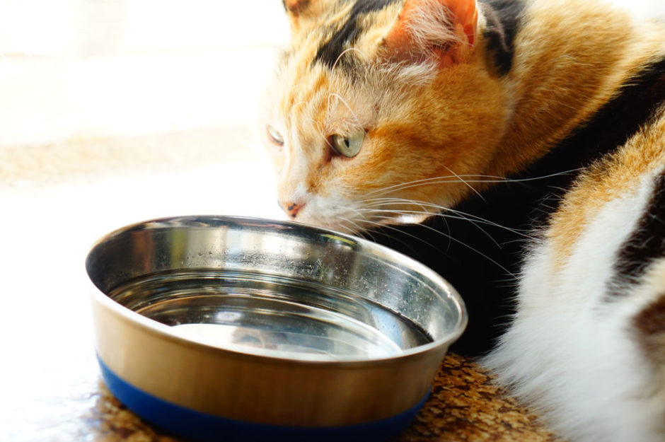 我が家でやってる猫に水を飲ませる対策！毎日コツコツがとっても大事だよ！