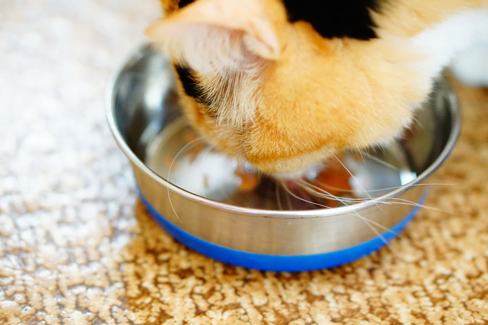 猫にたくさんのお水を飲ませる8つの方法