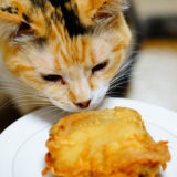 猫にケンタッキーのチキンは危険？食べた場合どうすればいい？