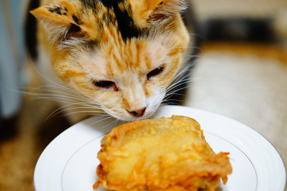 猫がケンタッキーのチキンを食べるのは危険 食べた場合どうすればいい ネコビュー