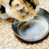 え、ゴクゴク飲むの？愛猫に「またたび水」を作ってみた！