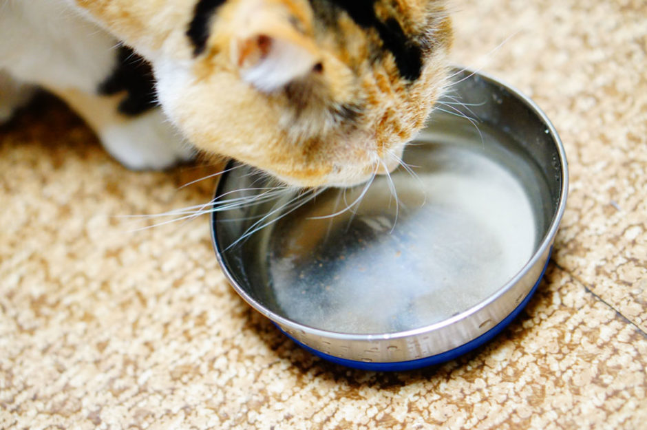 え、ゴクゴク飲むの？愛猫に「またたび水」を作ってみた！