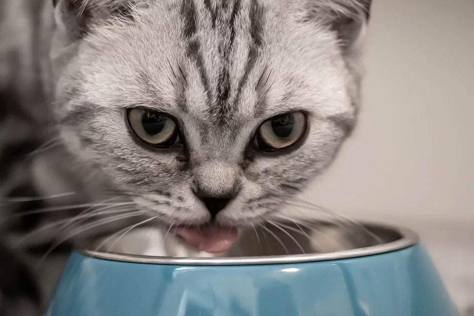 長寿猫が食べていたご飯の共通点は？