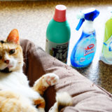 【体験談】猫が洗剤を舐めたら？あなたがするべき対処法はこれ！