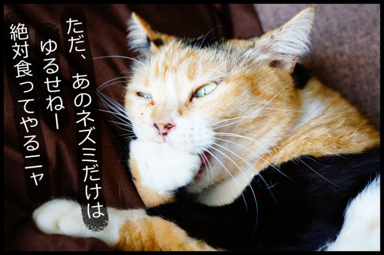 猫年がない理由は謎だけど、説が面白いので紹介します! ネコビュー 猫年がない理由は謎だけど、説が面白いので紹介します! ネコビュー