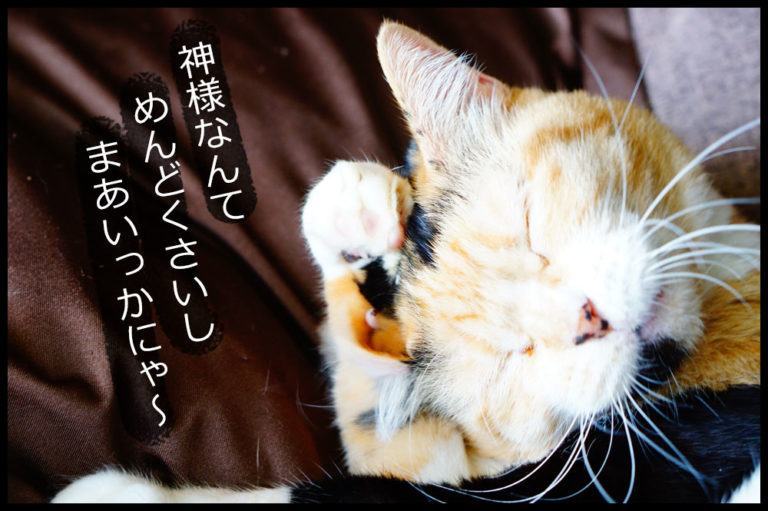 猫年がない理由は謎だけど、説が面白いので紹介します! ネコビュー 猫年がない理由は謎だけど、説が面白いので紹介します! ネコビュー