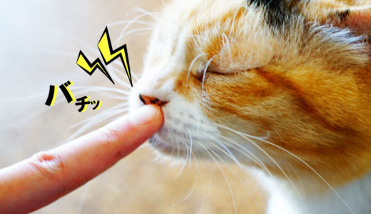 猫を触ってバチっとくる静電気を何とかしたい！簡単な対策と便利グッズを紹介するよ！