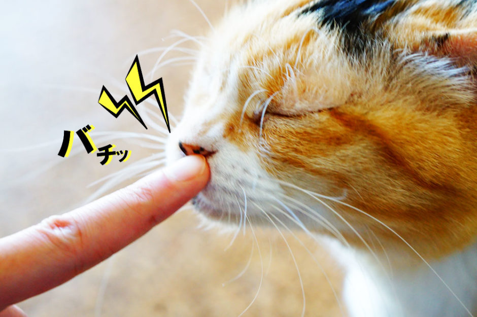 猫を触ってバチっとくる静電気を何とかしたい！簡単な対策と便利グッズを紹介！