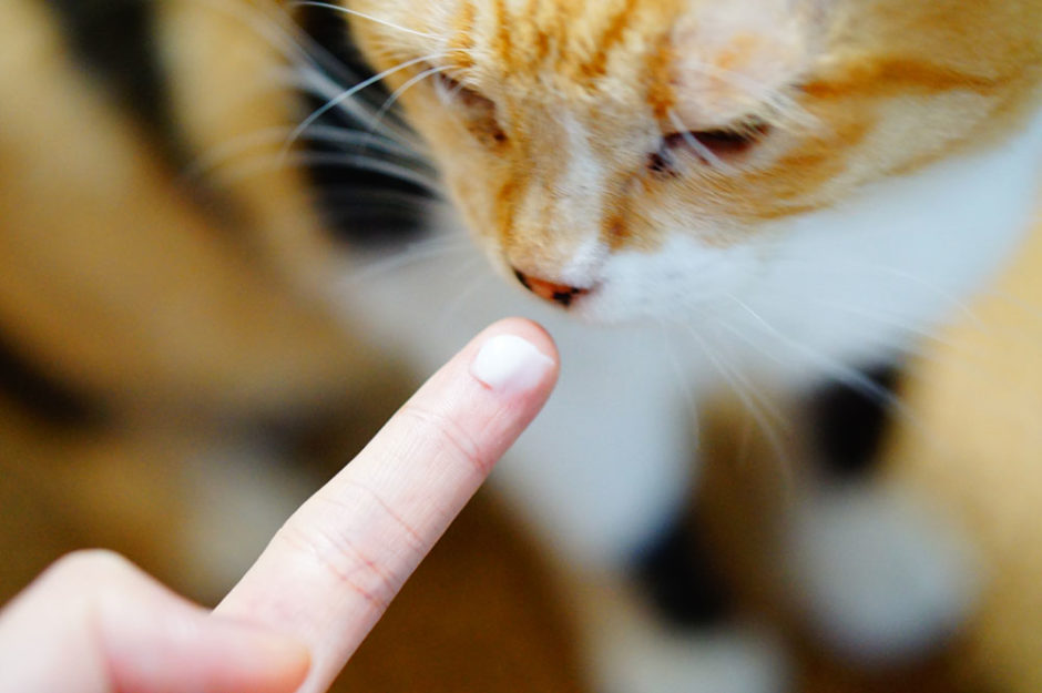 猫がハンドクリームを舐めるのは危険？ペロペロされても安全なのはどれ？