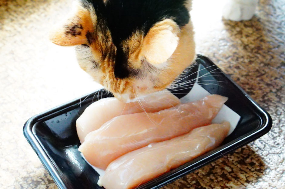 生肉を食べると猫は元気になる？メリットや体への害についてまとめました！