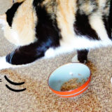 「後で食べる」は違う？猫がご飯に砂をかけて隠す意味とは？