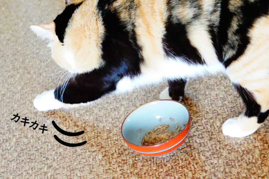 「後で食べる」は違う？猫がご飯に砂をかけて隠す意味とは？