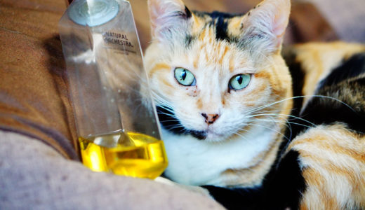 猫はホホバオイルを舐めても大丈夫？危険性や体への害について
