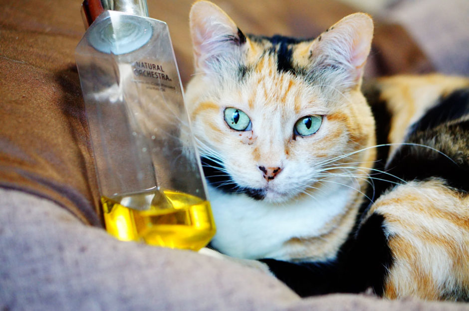 猫はホホバオイルを舐めても平気なの？危険性や体への害について