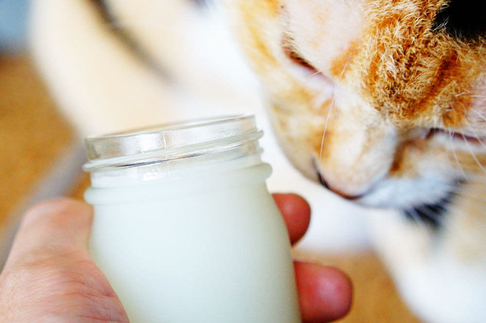 猫にも安心な 馬油 ってどんな製品 傷に塗ったり舐めても平気なの ネコビュー