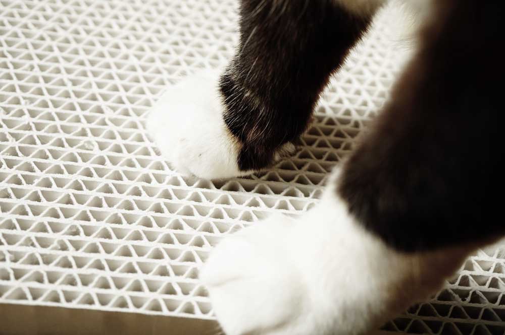 ポイントは5つ 爪とぎを使ってくれない猫をしつける方法について ネコビュー
