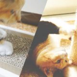 【最新】猫が気に入るおすすめ爪とぎは?通販で人気なのはこれだ!