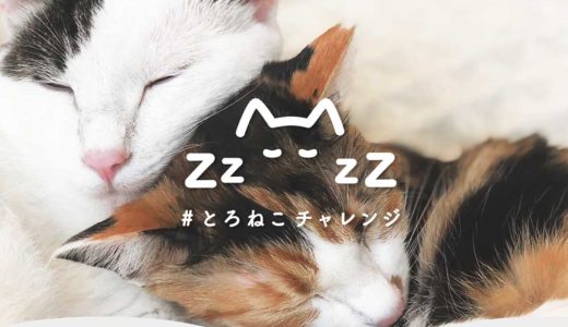 「#とろねこチャレンジ」で猫が救える！SNSに1投稿で10円寄付できるプロジェクト！