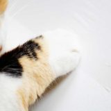 【猫】壁での爪とぎを防止する100均(ダイソー)の保護シートと他2つを比較してみた。