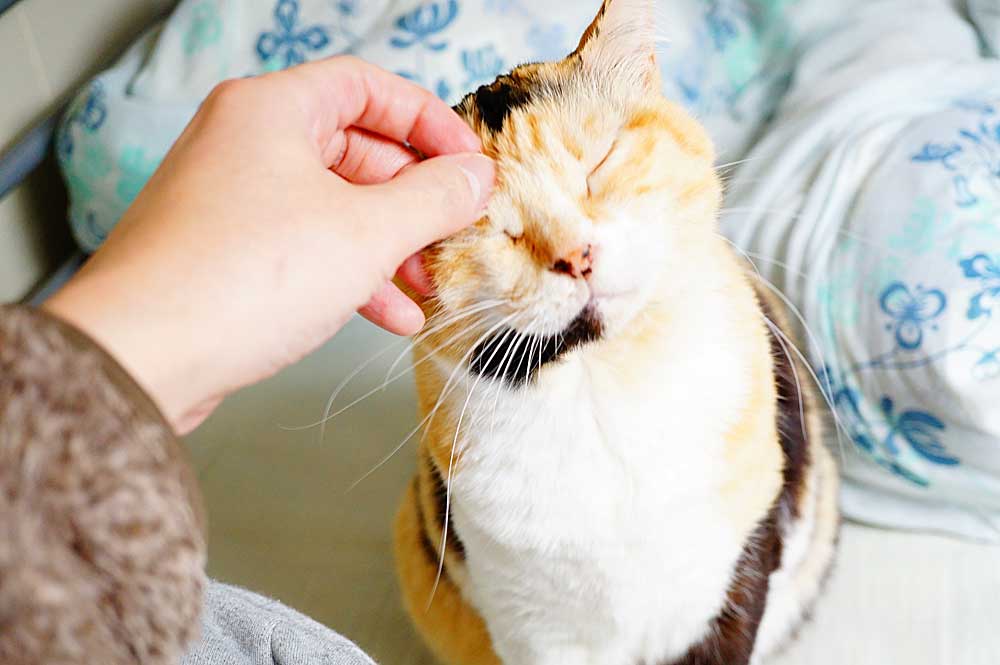 愛猫は超甘えん坊 どうしてこんな性格になったのか 猫の性格を決める要因とは ネコビュー