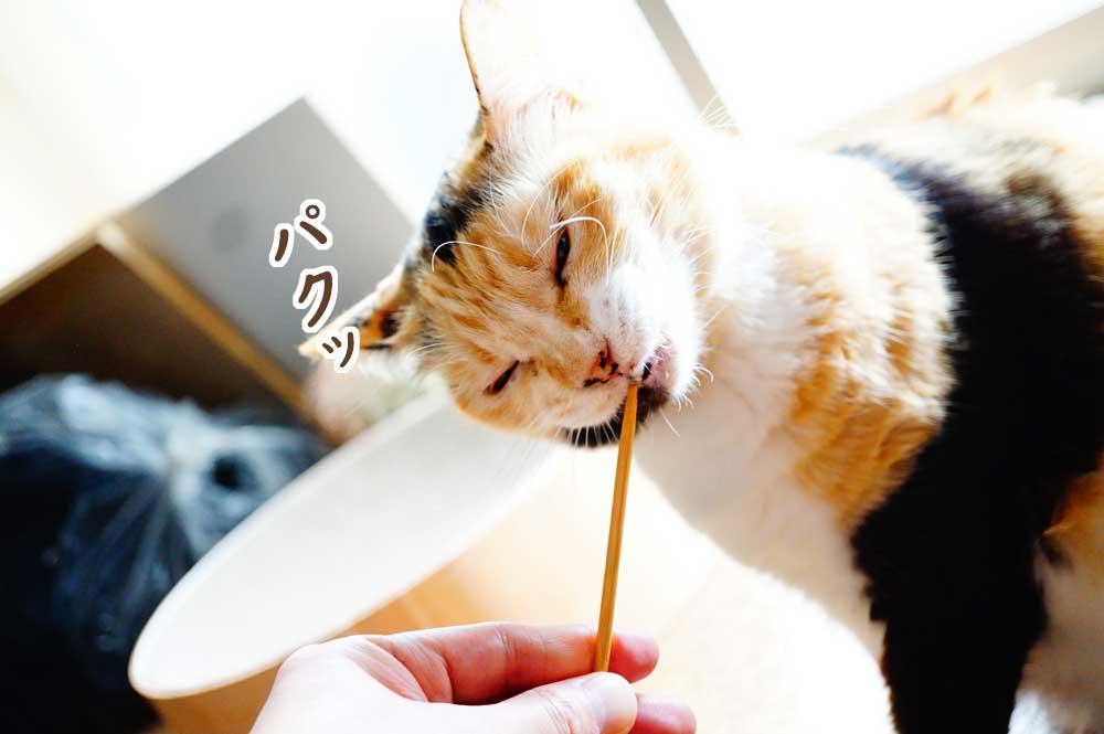 猫　梵天　食べる