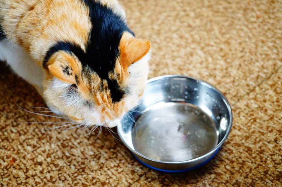 猫 シーバ しか 食べ ない