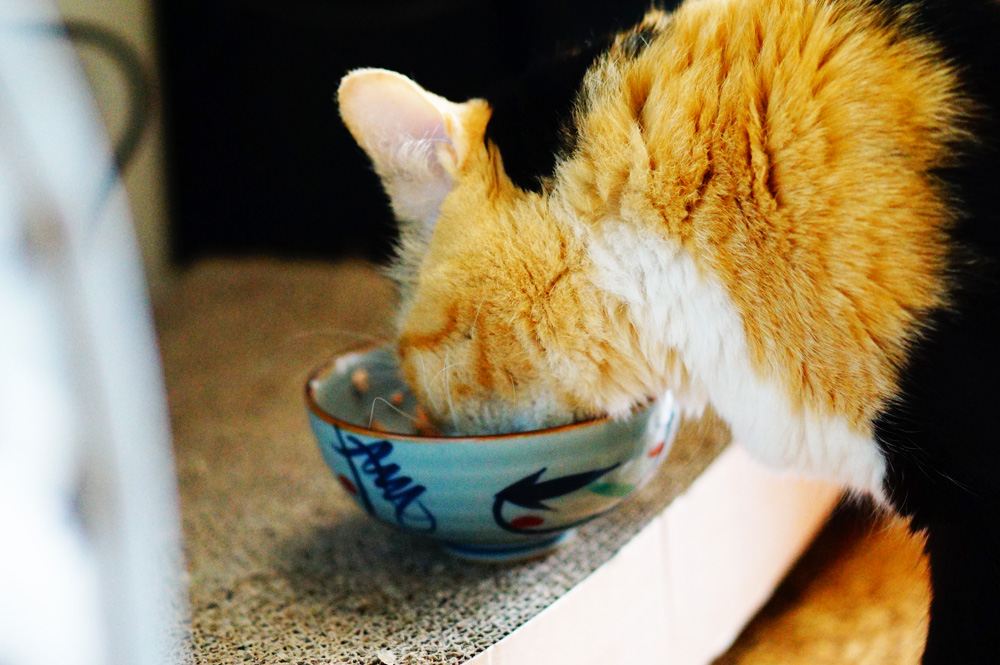 便秘気味だった猫のウンチが食事で改善