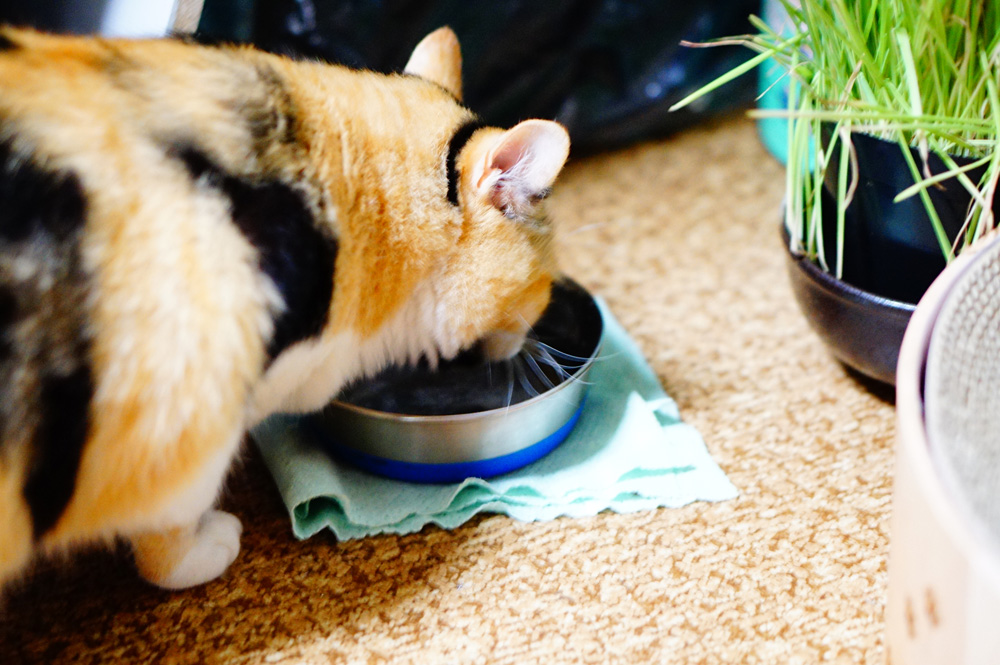 猫　水飲む　食器