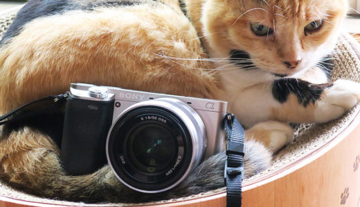【コスパ良くて写真もキレイ】猫を撮影するのにおすすめのカメラを紹介！