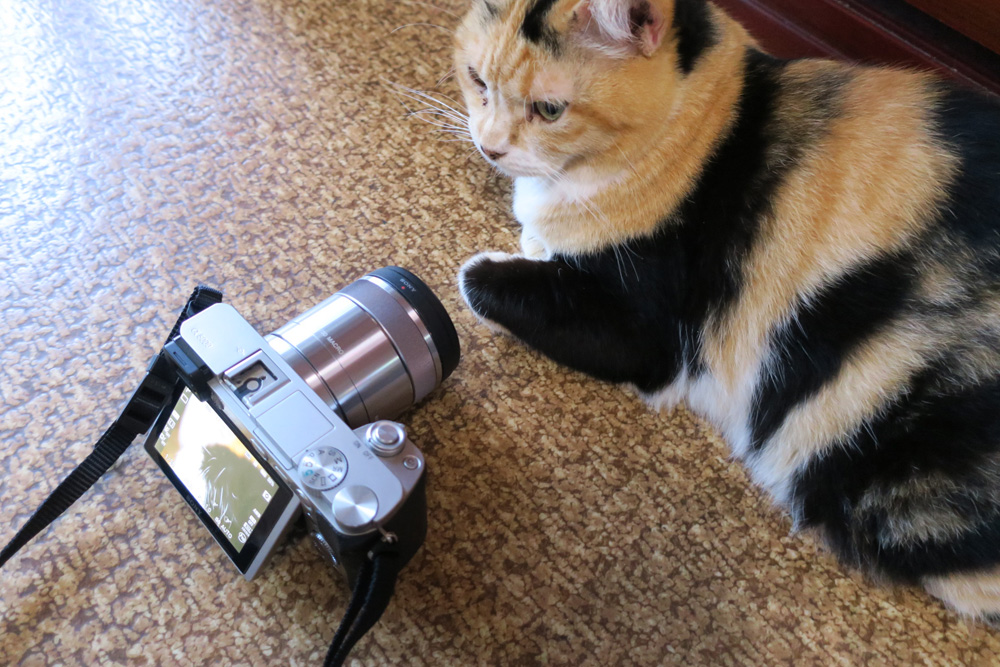 猫撮影レンズ　マクロ