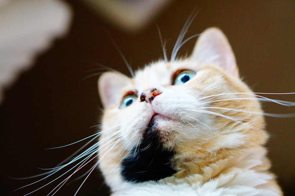 室内の猫撮りに最適な単焦点レンズ